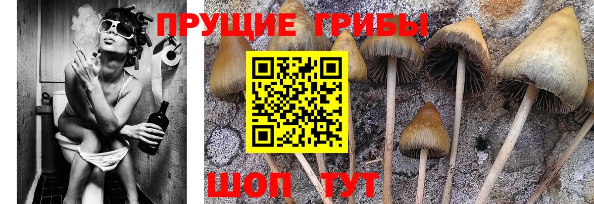 закладка  Вход с VPN  Черняховск  Галлюциногенные грибы прущие грибы 